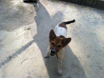 Poppy For Adoption - Jack Russell Terrier Mix Dog