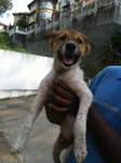 Poppy For Adoption - Jack Russell Terrier Mix Dog