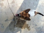 Poppy For Adoption - Jack Russell Terrier Mix Dog