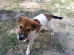 Poppy For Adoption - Jack Russell Terrier Mix Dog