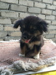 Teddy B Baby - Mixed Breed Dog