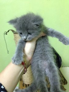 Kitten 2mths ++ - Persian + Domestic Medium Hair Cat