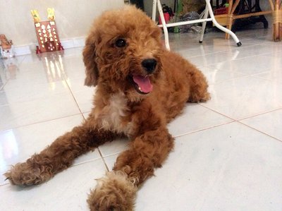 Choco - Poodle Dog