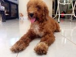 Choco - Poodle Dog