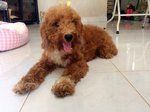 Choco - Poodle Dog