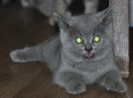 British Short Hair - British Shorthair Cat