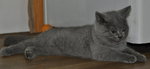 British Short Hair - British Shorthair Cat