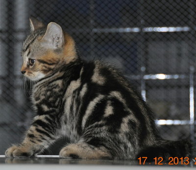 American Short Hair - American Shorthair Cat