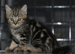 American Short Hair - American Shorthair Cat