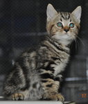 American Short Hair - American Shorthair Cat