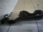 Manja - Snake Reptile