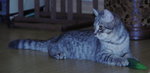 American Short Hair 1 - American Shorthair Cat