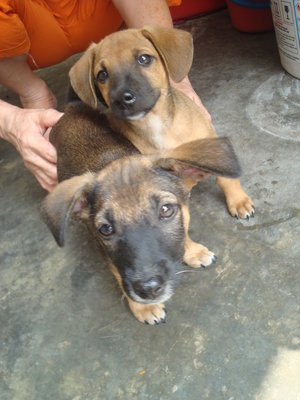 Baby Boy And Baby Girl - Mixed Breed Dog