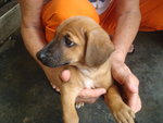 Baby Boy And Baby Girl - Mixed Breed Dog