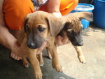 Baby Boy And Baby Girl - Mixed Breed Dog