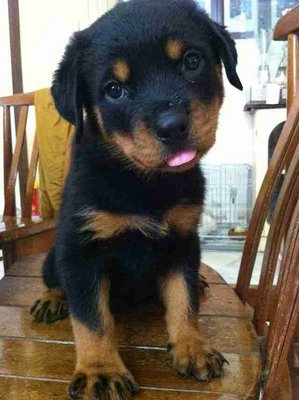 Rottweiller Girls - Rottweiler Dog