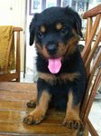 Rottweiller Girls - Rottweiler Dog