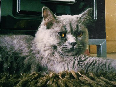 Tora - British Shorthair + Persian Cat