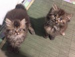 Sayuri &amp; Noiza - Persian Cat