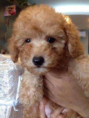 Toy Poodle - Light Brown Light Crea - Poodle Dog