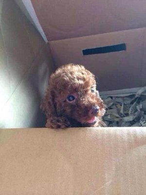 Toy Poodle - Super Red And Small - Poodle Dog