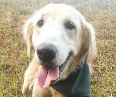 Rooney - Golden Retriever Dog