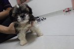 Cute Tiny Shih Tzu - Shih Tzu Dog