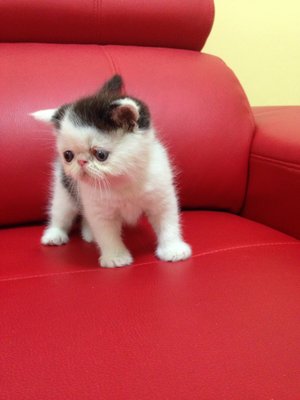 No Name - Exotic Shorthair Cat