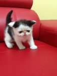 No Name - Exotic Shorthair Cat