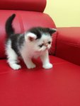 No Name - Exotic Shorthair Cat