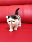 No Name - Exotic Shorthair Cat