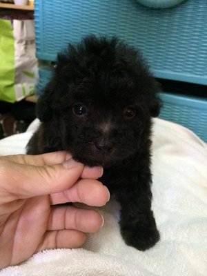 Silver Grey Tcup Poodle  - Poodle Dog