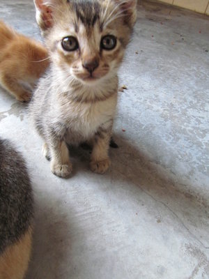 Ashey - Domestic Short Hair Cat