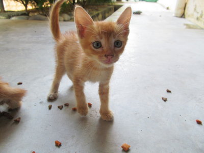 Stripey - Domestic Short Hair Cat