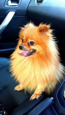 Bebe - Pomeranian Dog