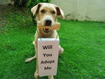 Dont shop, Adopt a dog from Petfinder