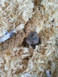 PF54175 - Short Dwarf Hamster Hamster