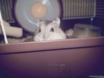 PF54175 - Short Dwarf Hamster Hamster