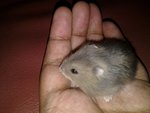 PF54175 - Short Dwarf Hamster Hamster