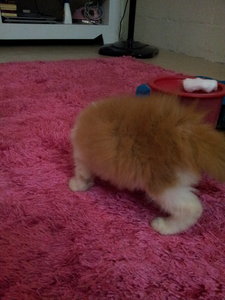 Persian+domestic Long Hair (Rm350) - Persian + Domestic Long Hair Cat