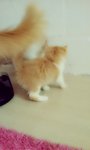 Persian+domestic Long Hair (Rm350) - Persian + Domestic Long Hair Cat