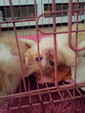 Persian+domestic Long Hair (Rm350) - Persian + Domestic Long Hair Cat