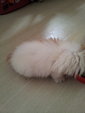 Persian+domestic Long Hair (Rm350) - Persian + Domestic Long Hair Cat