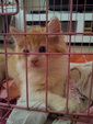 Persian+domestic Long Hair (Rm350) - Persian + Domestic Long Hair Cat