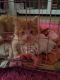 Persian+domestic Long Hair (Rm350) - Persian + Domestic Long Hair Cat