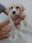 Rabbit (Puchong)  (Goldenmix?) - Mixed Breed Dog