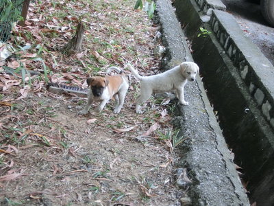 Depuppies (Puchong) - Mixed Breed Dog