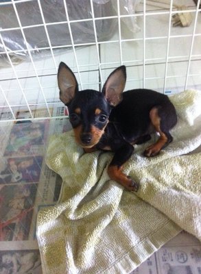 Mikey - Miniature Pinscher Dog