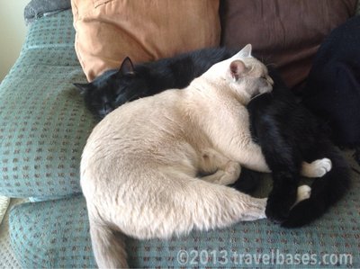 Inca And Taylor - Burmese + Domestic Short Hair Cat