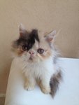 Flat Face Persian Calico - Persian Cat